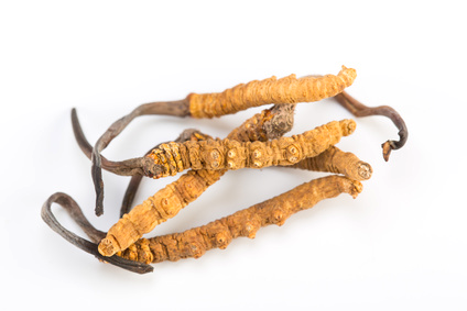 Cordyceps